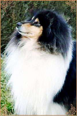 Silvermoor`s Black Opal at Buebezi
