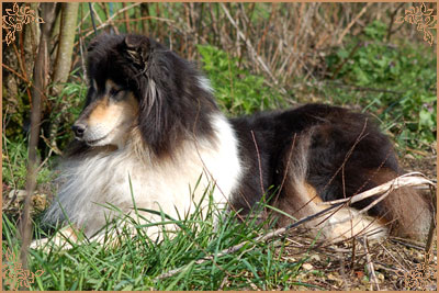 Silvermoor`s Black Opal at Buebezi