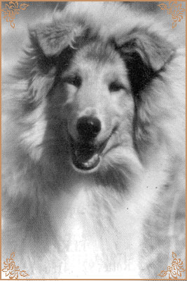 Silvermoor`s Highland Chief