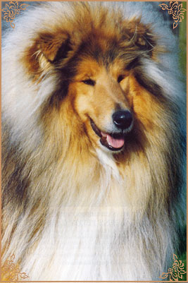 Silvermoor`s Highland Chief