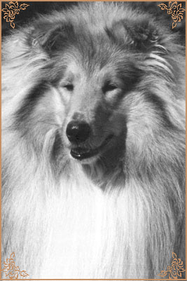 Silvermoor`s Highland Chief
