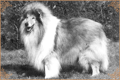 Silvermoor`s Highland Chief