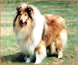 Silvermoor`s Highland Chief