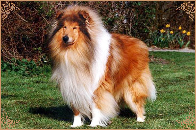 Silvermoor`s Highland Chief