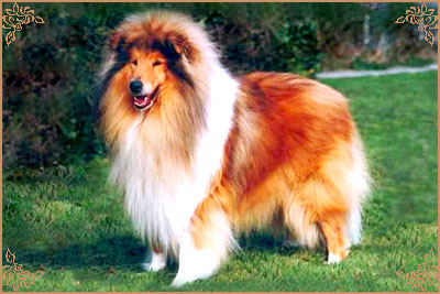 Silvermoor`s Highland Chief