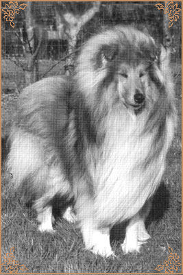 Silvermoor`s Highland Chief