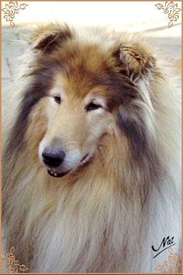 Silvermoor`s Highland Chief