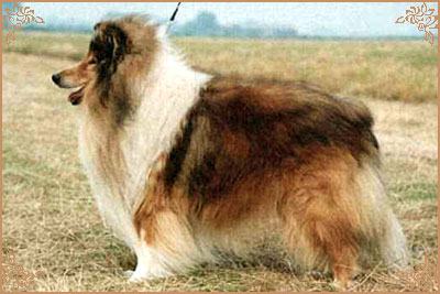 Silvermoor`s Highland Chief