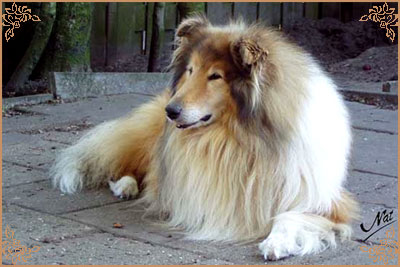 Silvermoor`s Highland Chief