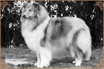 Silvermoor`s Hollyberry at Amalie