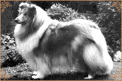 Silvermoor`s Hollyberry at Amalie