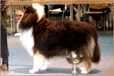 Silver`s Inspiration Xanadu
