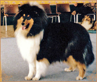 Silver`s Inspiration Xanadu