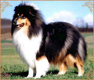 Silver`s Inspiration Xanadu