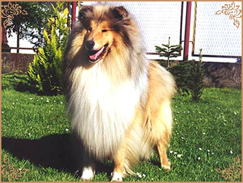 Sir Henry von Belvedere