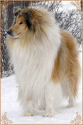 Сноу Стайл Дабл Саксесс, Snow Stail Double Success