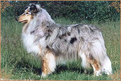 Steadlyn Silver Brocade