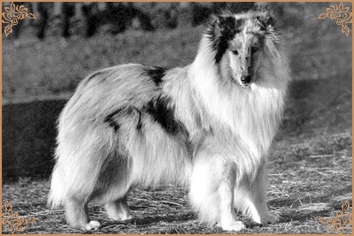 Steadlyn Snow Flurry