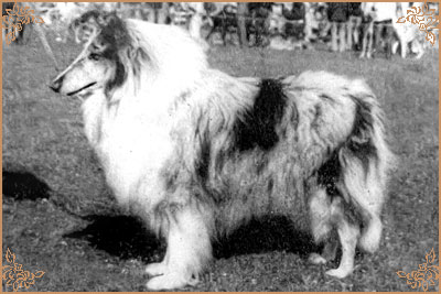 Stelroy Rhapsody In Blue Stelroy Rhapsody In Blue, Crufts Winners