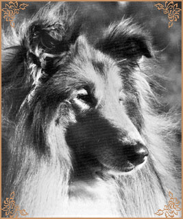 Storwill Joe Soap of Tameila