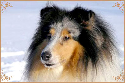Санстан Амороуз Эдорер, Sunstan Amorous Adorer