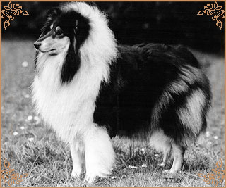Sylcroft Sorcerer