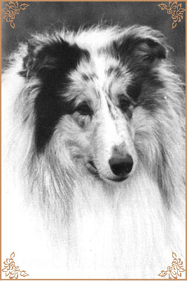 Tameila Gordon Bennet, Crufts Winners