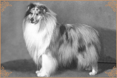 Tameila Gordon Bennet, Crufts Winners