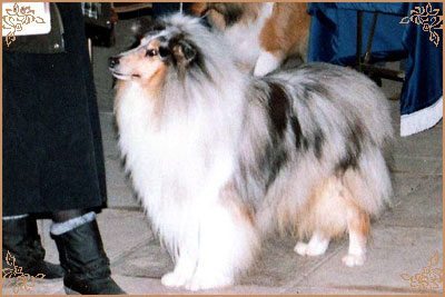 Tameila Gordon Bennet, Crufts Winners