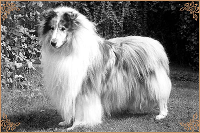 Tameila Gordon Bennet Tameila Gordon Bennet, Crufts Winners