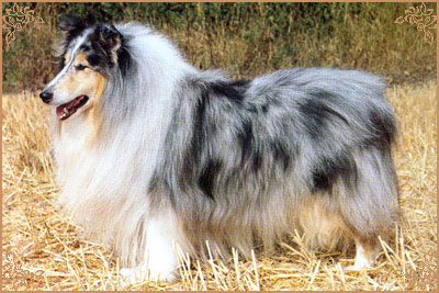 Tameila Gordon Bennet, Crufts Winners