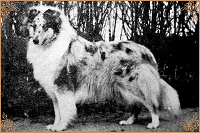 Tameila Vanity Blue Tameila Vanity Blue, Crufts Winners