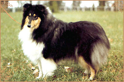 Tashadon Black Cherry Tashadon Black Cherry, Crufts Winners