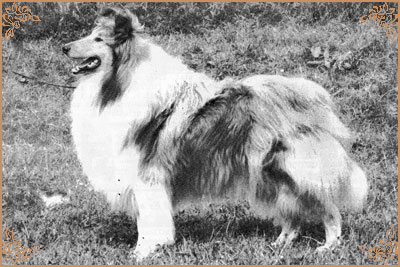 Tashadon Tommy Tucker Tashadon Tommy Tucker, Crufts Winners