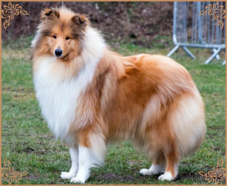 Tremaro Kind Of Magic, Crufts Winners