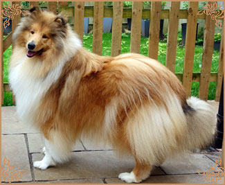 Tremaro Kind Of Magic, Crufts Winners