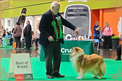 Tremaro Kind Of Magic, Crufts Winners