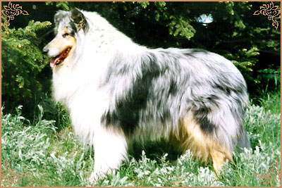 Troydon Saddle Tramp