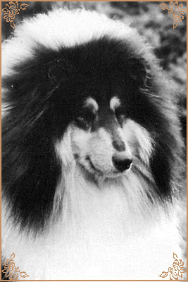 Troydon Tonni Black, Crufts Winners