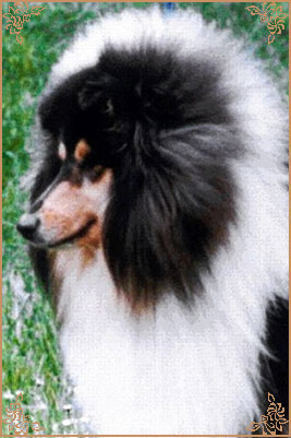 Troydon Tonni Black, Crufts Winners