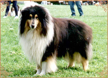 Troydon Tonni Black, Crufts Winners