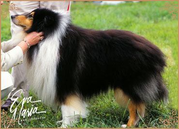 Troydon Tonni Black, Crufts Winners