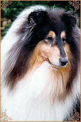 Troydon Tonni Black, Crufts Winners