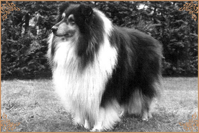 Troydon Tonni Black Troydon Tonni Black, Crufts Winners