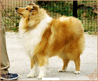 Trusty of Colomber Field