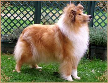 Trusty of Colomber Field