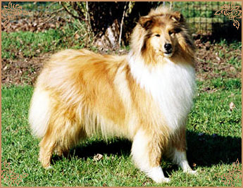 Trusty of Colomber Field