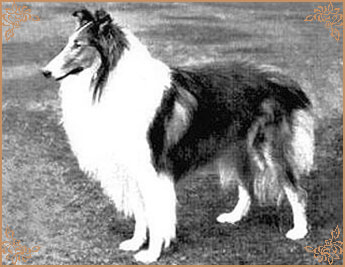 Ugony`s Golden Son O`Lad of Riffelsee
