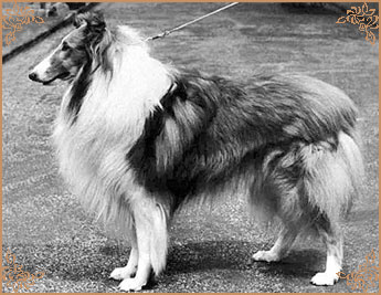 Ugony`s Golden Son O`Lad of Riffelsee