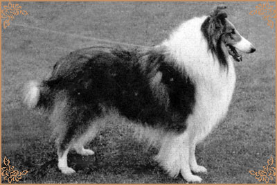 Ugony`s Golden Son O`Lad of Riffelsee